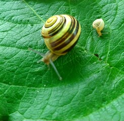 Snails - mom and baby