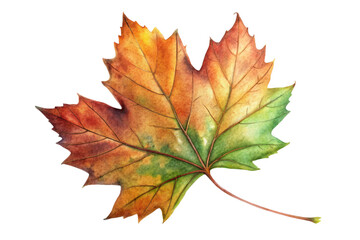 Fototapeta premium maple leaf isolated on white