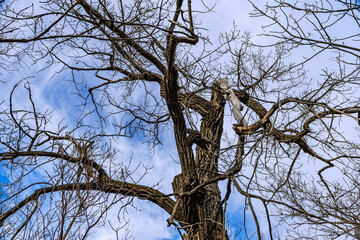 Old rugged tree top against a cloudy late Autumn sky.