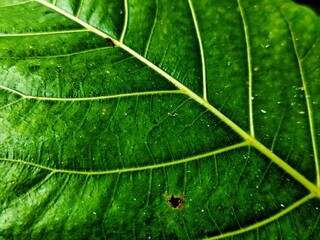 THE BEAUTY OF ARTISTIC FICUS NOTA LEAF DETAILS