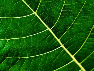 THE BEAUTY OF ARTISTIC FICUS NOTA LEAF DETAILS