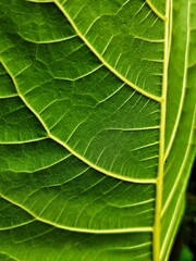 THE BEAUTY OF ARTISTIC FICUS NOTA LEAF DETAILS