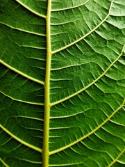 THE BEAUTY OF ARTISTIC FICUS NOTA LEAF DETAILS