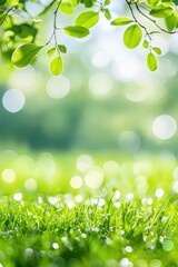 Beautiful gree  park, sunlight and bokeh background. Nature landscape banner.