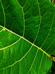 THE BEAUTY OF ARTISTIC FICUS NOTA LEAF DETAILS