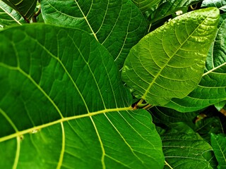 THE BEAUTY OF ARTISTIC FICUS NOTA LEAF DETAILS