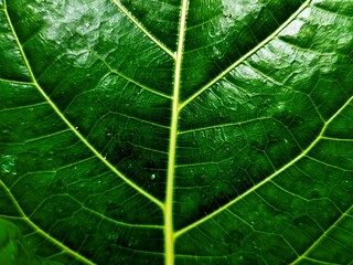 THE BEAUTY OF ARTISTIC FICUS NOTA LEAF DETAILS