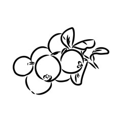 sketch ripe lingonberries, lingonberry berry, vector sketch