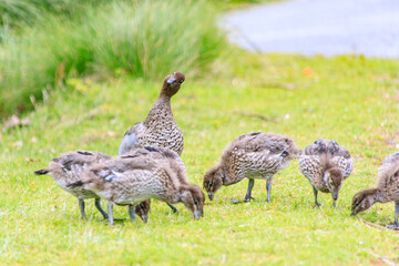 Family of Australian Wood Ducks Walking Along Roadside, Wilsons Prom, Australia