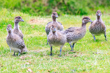 Group of Baby Australian Wood Ducks on Grass, Wilsons Prom, Australia
