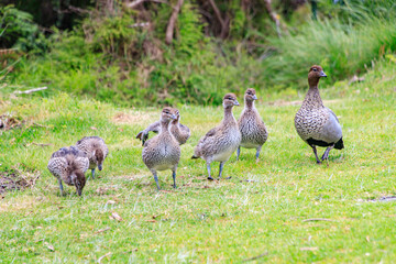 Family of Australian Wood Ducks Walking Along Roadside, Wilsons Prom, Australia