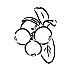 sketch ripe lingonberries, lingonberry berry, vector sketch