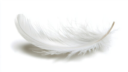 Obraz premium delicate white feather resting softly on light background