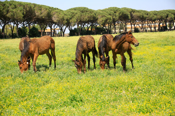 Obraz premium Maremmano Pferde auf Weide, Pferderasse, Maremma, südliche Toskana, Italien, Europa
