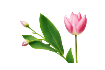 Close-up of a single pink tulip surrounded by fresh green leaves and other spring flowers isolated on white background