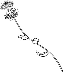 Safflower Plant with Flower and Leaves Outline Illustration.