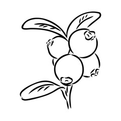 sketch ripe lingonberries, lingonberry berry, vector sketch