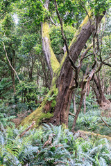 Moss-Covered Tree Trunk in a Lush, Fern-Filled Forest