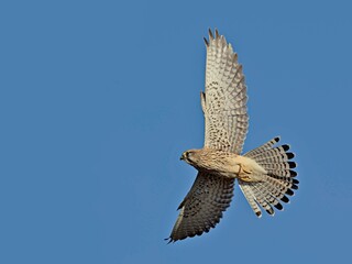 Common Kestrel (Falco tinnunculus), Crete