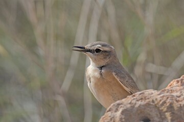 Isabelline Wheatear (Oenanthe isabellina), Crete