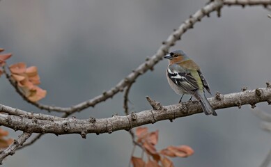 Male Chaffinch -Fringilla coelebs, Crete