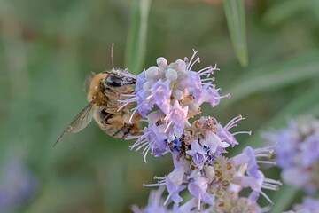Olivier's Ground-Carpenter Bee (Xylocopa olivieri), Greece