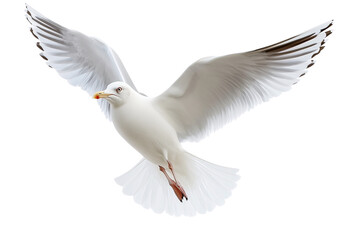 Fototapeta premium Detailed seagull flying isolated on transparent background