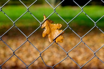 A brown, dried leaf is caught in a metal chain-link fence. The background is blurred, showing green...