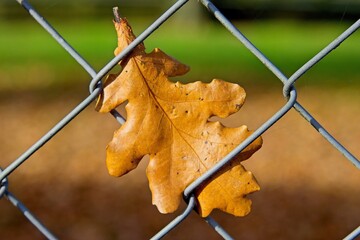 A brown, dried leaf is caught in a metal chain-link fence. The background is blurred, showing green...