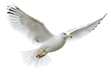 Obraz premium Realistic white seagull in flight on transparent background
