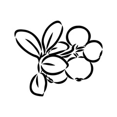 sketch ripe lingonberries, lingonberry berry, vector sketch