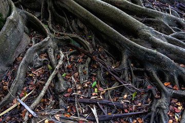 Earth full of big roots of a natural plant. Amazing centenarian tree with large trunk and big roots above the ground. View of the old tree with roots. Close up view of the base of the tree in forest.