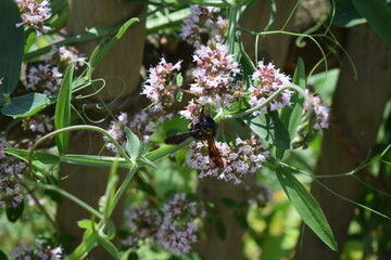 carpenter bee on pink flowers