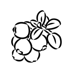 sketch ripe lingonberries, lingonberry berry, vector sketch
