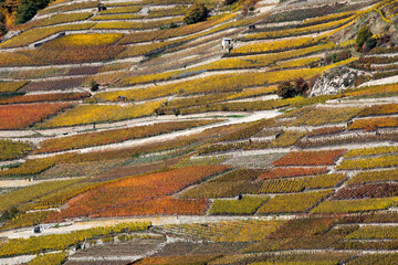 vineyard valley fall colours