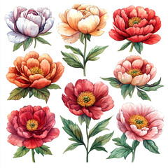 Set of watercolor peony flowers isolated on a white background