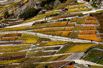 vineyard valley fall colours
