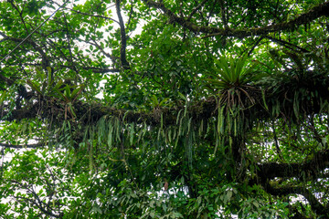 Fototapeta premium Foliage of a tree in a tropical climate, Tassel Fern growing on tree branches