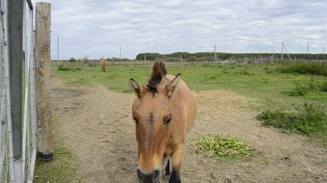 Brown horses Przewalski's horse (Equus przewalskii) walk in ecofarm.