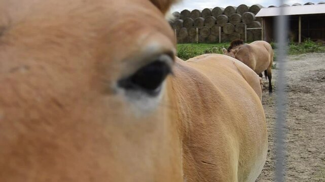 Brown horses Przewalski's horse (Equus przewalskii) walk in ecofarm.