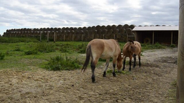 Brown horses Przewalski's horse (Equus przewalskii) walk in ecofarm.