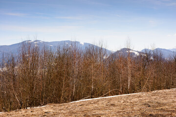 season change in carpathian mountains. dry wintertime. sunny day in spring. leafless forest and snow on the hill. global warming