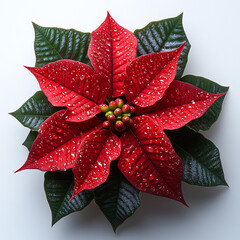 Poinsettia isolated on a white background
