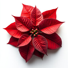 Poinsettia isolated on a white background