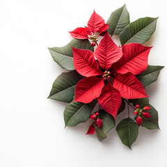 Poinsettia isolated on a white background