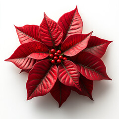 Poinsettia isolated on a white background