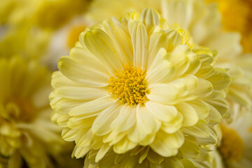 Fototapeta premium Yellow flowers close-up on a light background