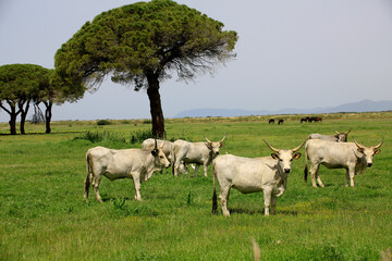 Maremmaner Rinder in den Grassteppen der Maremma, südliche Toskana, Italien