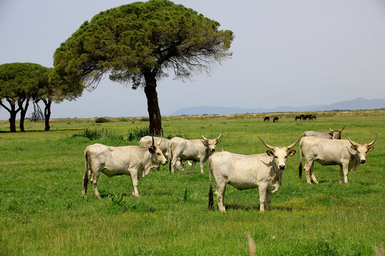 Maremmaner Rinder in den Grassteppen der Maremma, s&uuml;dliche Toskana, Italien