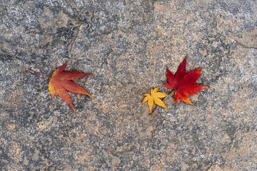 autumn leaves fallen on the ground in the Buddhist temple building